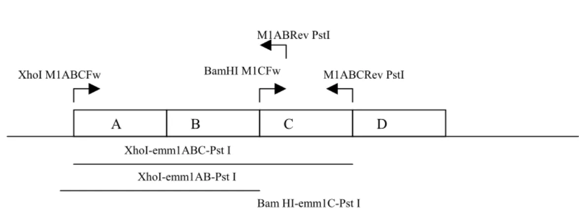 Figura 2. Localização dos iniciadores e fragmentos amplificados.     Os iniciadores  M1ABCFw, M1ABRev, M1CFw e M1ABCRev, na parte de cima da figura, localizados em relação  ao gene emm1