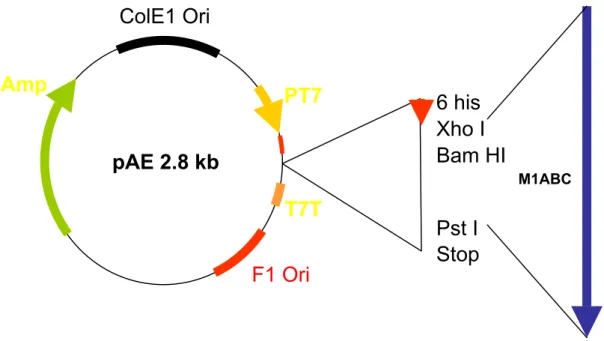 Figura 3. Elementos do vetor pAE e  inserção do fragmento M1ABC     Ao  pAE  foram ligados os segmentos gênicos codificando os segmentos protéicos M1ABC, M1AB e M1C
