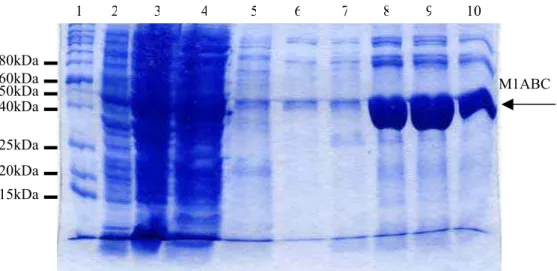 Figura 9. Purificação da proteína M1ABC recombinante   Gel SDS-PAGE 12%. Faixa  PM - marcador depeso molecular; Faixa 1- extrato de bactérias BL21DE3 transformadas com  vetor  plasmidial pAEM1ABC antes da indução com 1mM IPTG; Faixa 2- mesmo extrato pós-in
