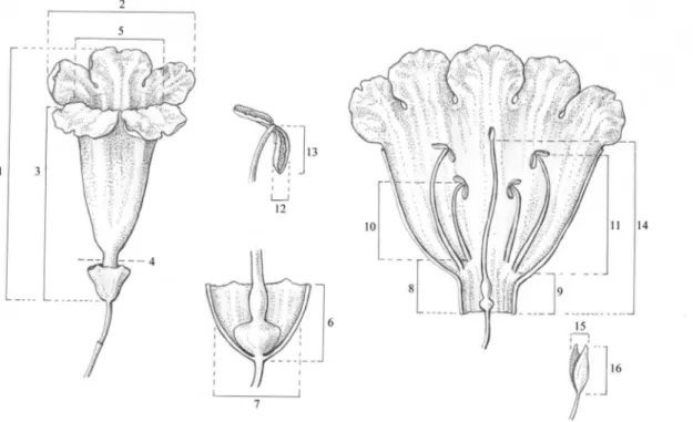 Fig.  1.  Quantitative  traits  sampled.  Traits  are  coded  as:  1.  CoL.  Corolla  Length  (total);  2