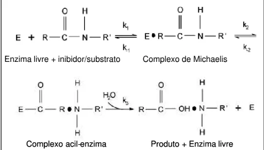 Figura 1. Esquema das etapas da reação entre inibidor-enzima (modificado de Dasgupta et al., 2006).