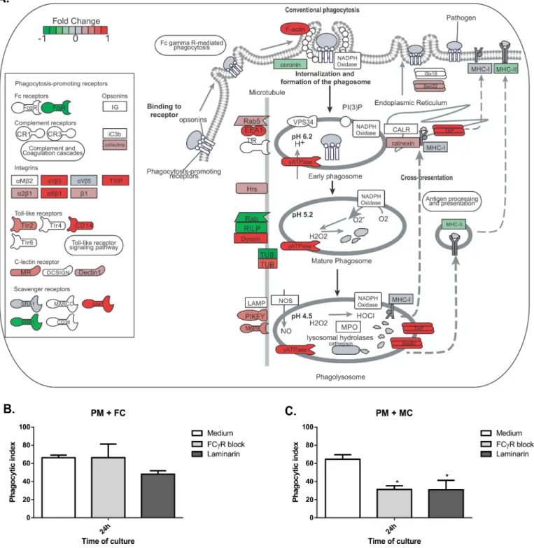 Fig 7. Phagocytosis gene expression in peritoneal macrophages co-culturing with muriform cells and phagocytosis index