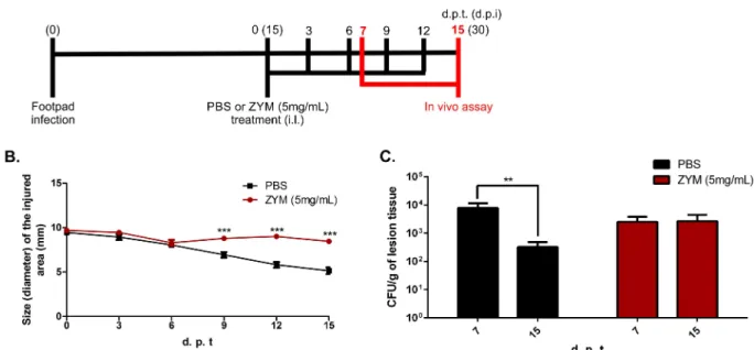 Fig 8. CBM progression in a Zymosan-induced inflammation model. After 15 days post infection with fungal propagules (FP), animals were treated intra lesionally (i.l.) in the footpad with 20μl of a suspension containing 5 mg/ml of zymosan (ZYM) or PBS, unti