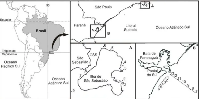 Figura 1. Locais de amostragem de Olindias sambaquiensis. A. Pontos de coleta no litoral da Ilha de  São Sebastião, estado de São Paulo; CSS: Canal de São Sebastião