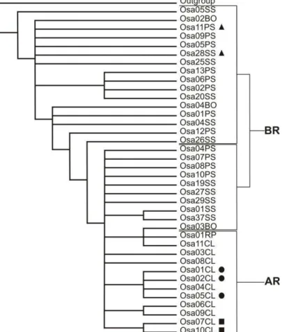 Figura 2. Cladograma para o marcador mitocondrial CO1,  obtido em uma análise por parcimônia para os 38  espécimes (terminais) coletados em diferentes localidades  do Brasil (BR) e da Argentina (AR)