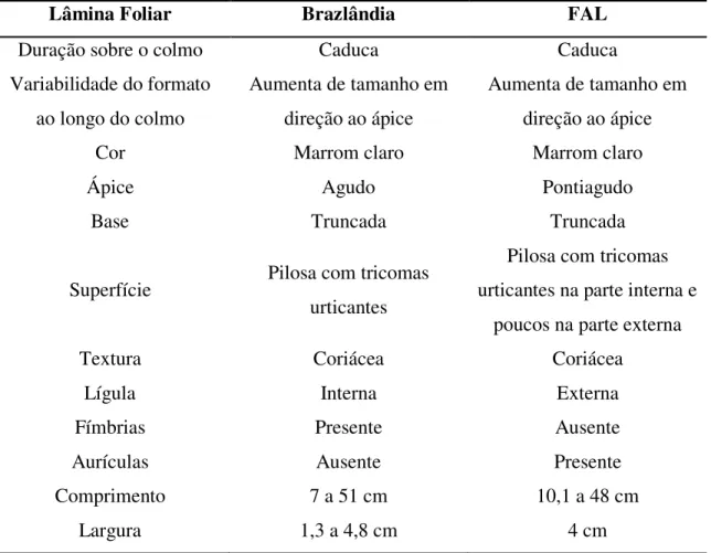 Tabela 6. Características morfológicas externas das lâminas foliares dos colmos dos bambus da  espécie Dendrocalamus asper das localidades de Brazlândia e da FAL