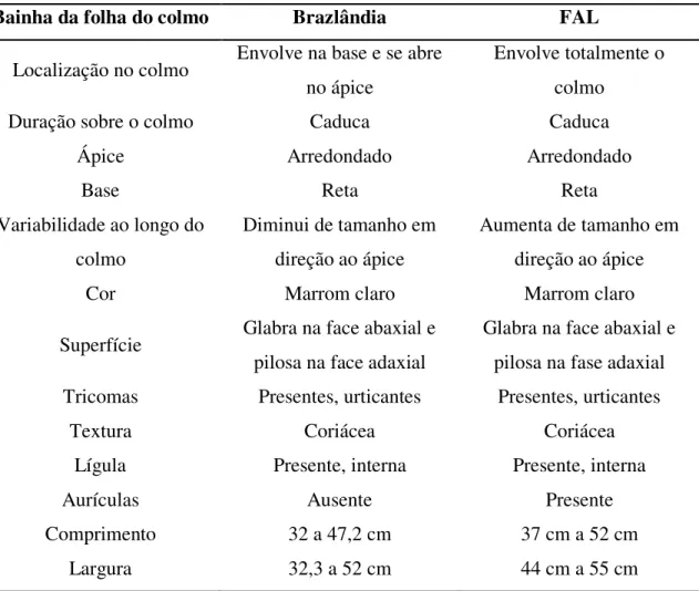 Tabela 7. Características morfológicas externas das bainhas das folhas dos colmos dos bambus  da espécie Dendrocalamus asper das localidades de Brazlândia e da FAL