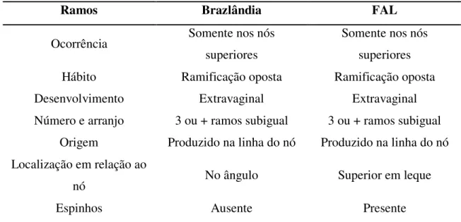Tabela 8. Características morfológicas externas dos ramos dos colmos dos bambus da espécie  Dendrocalamus asper das localidades de Brazlândia e da FAL
