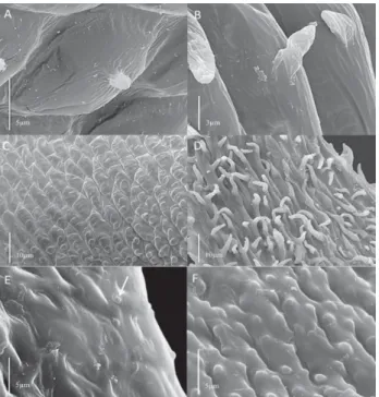 Figure 1. A-B. Cylindrical papilla in Callicostellopsis meridensis (Müll. Hal.)  Broth