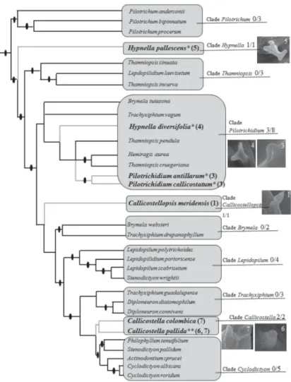 Figure 4. Phylogeny of the Pilotrichaceae based on Buck et al. (2005). 