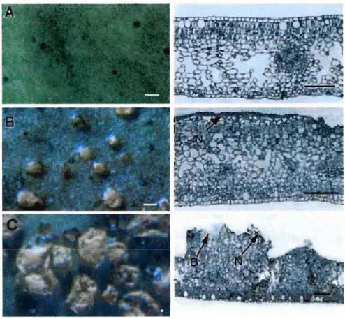 Figura 4- Microscopia analisando os sintomas de Cancro Cítrico em superfícies de folhas (esquerda) e seções (direita)