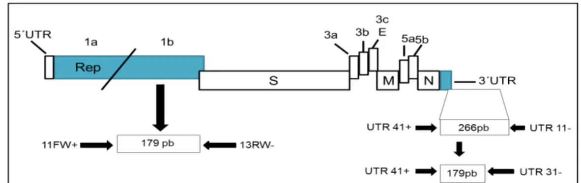 Figura 3 -  Representação esquemática das regiões amplificadas pela semi-nested RT-PCR para a  região 3’ UTR e pela RT-PCR para a ORF 1B do gene que codifica a RNA-polimerase  RNA dependente   