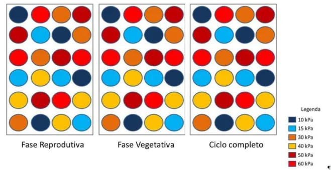 Figura 5 - Croqui representando a distribuição dos tratamentos por experimento 