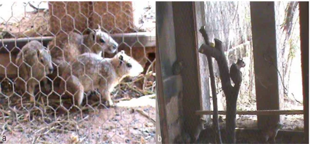 Figura  8:   Animais  em  grupo  no  cativeiro:  a   três  animais  adultos  no  cercado dentro do recinto que nos foi cedido  Joana ao fundo, e outros dois  indivíduos não identificados pela foto , e  b  visão mais ampla dos animais  no cercado, um deles 