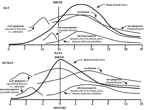 Figura  1:  Curvas  de  desenvolvimento  do  cérebro  de  ratos  e  humanos  (Dobbing, 1981)
