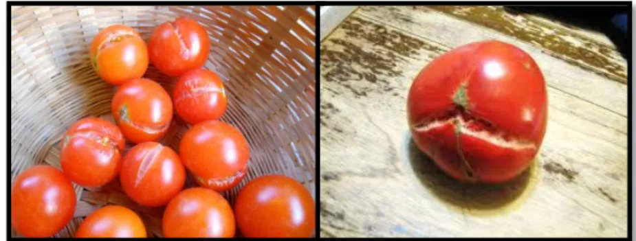 Figura 2.3: Cortes que surgem em tomates muito maduros. (Imagem disponível  em:http://www.coldclimategardening.com/2008/08/06/first-ripe-large-tomato/ 