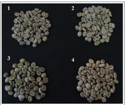 Figura 2.1 - Grãos de café verde provenientes de diferentes origens geográficas (1 – Coffea arabica do Brasil, 2  – Coffea arabica da Costa Rica, 3 – Coffea canephora do Vietname e 4 – Coffea canephora de Angola)
