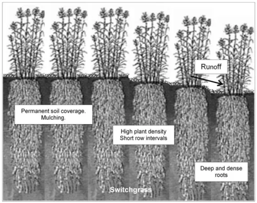 Figure 1.2  –  Anti-erosion action of perennial crops plantation. 