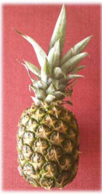 Figura 4.4 - Ananás (Ananas comosus L.) 