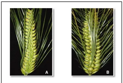 Figura 1-1 - Espiga de grão com duas fileiras (A) e seis fileiras (B). Fonte: Adaptado  de Asare (2011)
