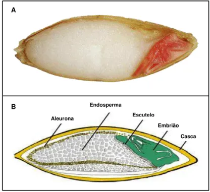 Figura 1-2  – Interior de um grão de cevada em corte longitudinal (A) e identificação dos seus  constituintes (B)