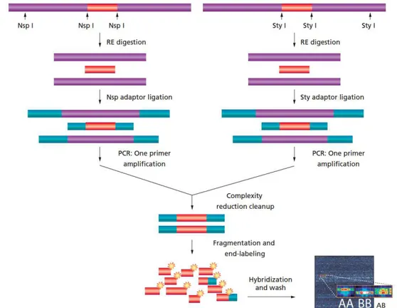 Figura  8.  Principais  etapas  do  processo  de  genotipagem  dos  SNPs.  Enzima  de  restrição (RE); reação em cadeia da polimerase (PCR)
