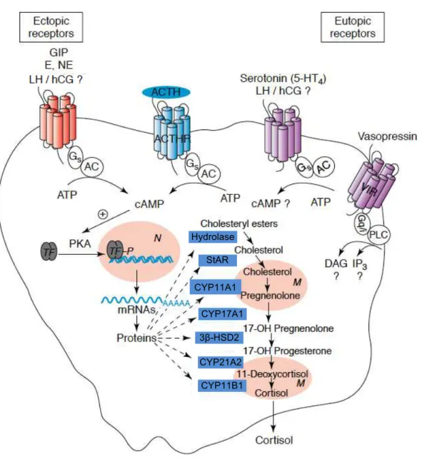 Figura  2.  Regulação  anormal  do  córtex  adrenal  mediada  por  receptores  hormonais  aberrantes (ilícitos)