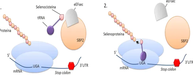 Figura  4.  Esquema  representativo  do  processo  de  incorporação  da  selenocisteína