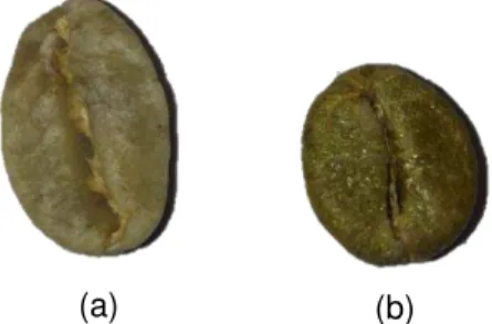 Figura 1.1 : Grãos de café verde: (a) espécie Arábica; (b) espécie Robusta 