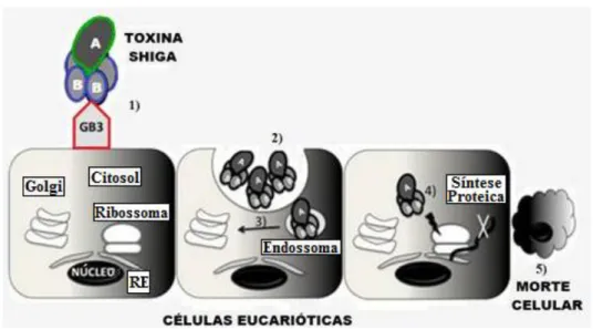 Figura 2.4 - Mecanismo de toxicidade da Toxina Shiga. Adaptado de Pacheco e  Sperandio, 2012.