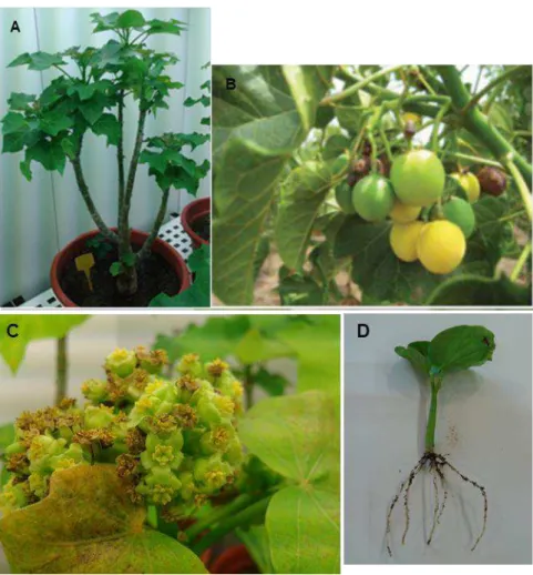Figura 2.1.  –  Aspecto macroscópico de Jatropha curcas. A - Planta adulta em estufa; B - Frutos de  Jatropha  em diferentes  estágios  de  maturação  (FAO,  2010); C  -  Flores  de  J