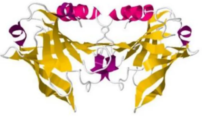 Figura  1.1.  Representação  tridimensional  da  es trutura  terciária  da  β -Lg,  incluindo  a  sua  estrutura  secundária correspondente ( http://www.rcsb.org/pdb/explore/jmol.do?structureId=2Q2M&amp;bionumber=1) 