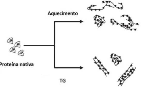 Figura  1.4. Diferentes estruturas dos agre gados de β -lactoglobulina formados por tratamento térmico  ou com transglutaminase (TG) (adaptado de Báez et al., 2011)