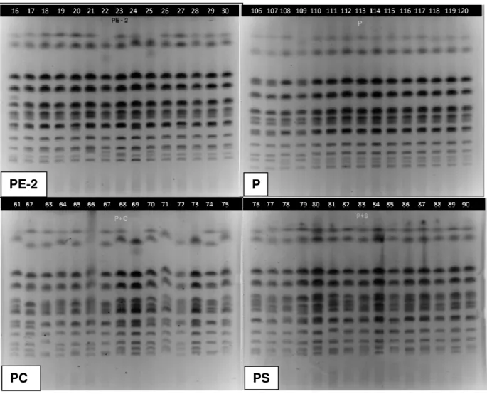 Figura  10  -  Perfis  eletroforéticos  de  15  colônias  amostradas  após  a  evolução  adaptativa  dos  cruzamentos massais, entre a linhagem parental PE-2 (gel P, perfis 106 a 120), entre as  linhagens PE-2 e CAT-1 (gel PC, perfis 61 a 75), entre as lin