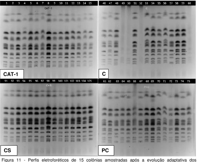 Figura  11  -  Perfis  eletroforéticos  de  15  colônias  amostradas  após  a  evolução  adaptativa  dos  cruzamentos massais, entre a linhagem parental CAT-1 (gel C, perfis 46 a 60), entre as  linhagens  CAT-1  e  SA-1  (gel  CS,  perfis  91  a  105),  en