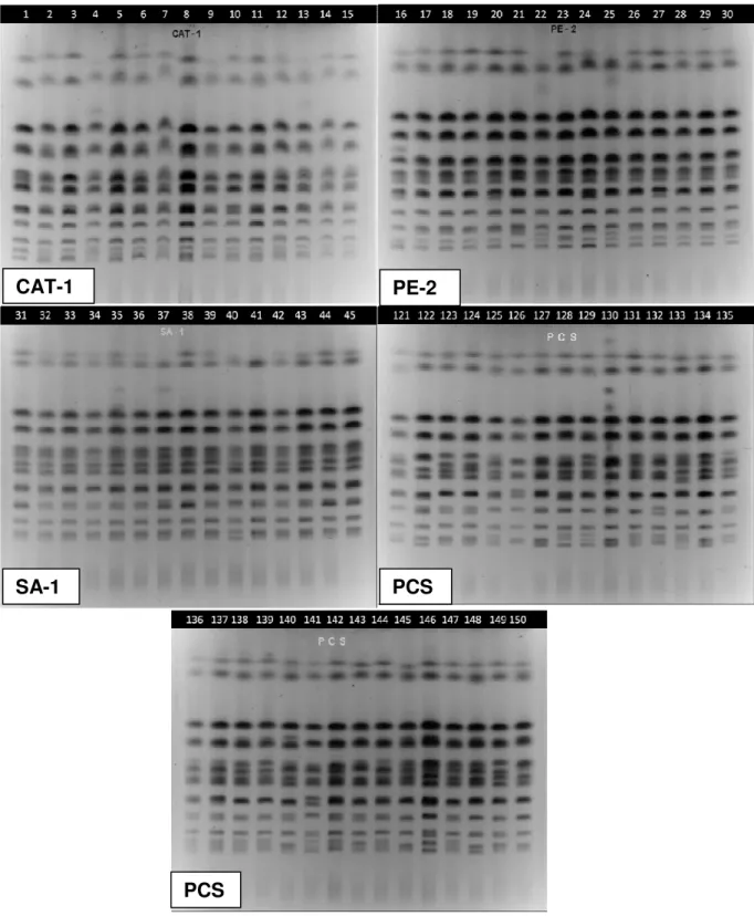 Figura  13  -  Perfis  eletroforéticos  de  15  colônias  amostradas  após  a  evolução  adaptativa  dos  cruzamentos massais, entre a linhagem parental CAT-1 (perfis 1 a 15), PE-2 (perfis 16  a 30), SA-1 (31 a 45) e da mistura de haploides das 3 linhagens