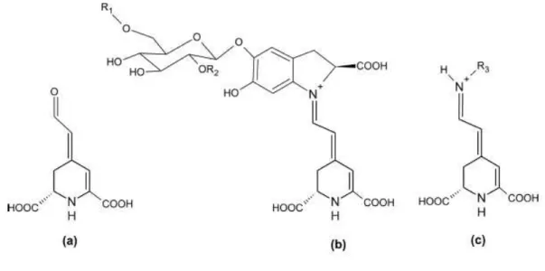 Figure  1.2.  Chemical  structure  of  (a)  betalamic  acid  (b)  betacyanins  and  (c)  betaxanthins  (Cavalcanti et al., 2013)