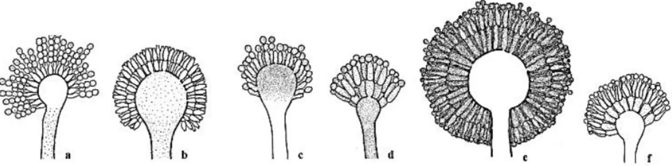 Figura 2.3 -  Composição estrutural da parede celular de fungos de  Aspergillus (Adaptado de Bowman &amp; Free,  2006)