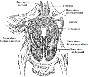 Figura 2.10–  Anatomia do sistema respiratório das aves (Adaptado de Jacob et al., 2011)