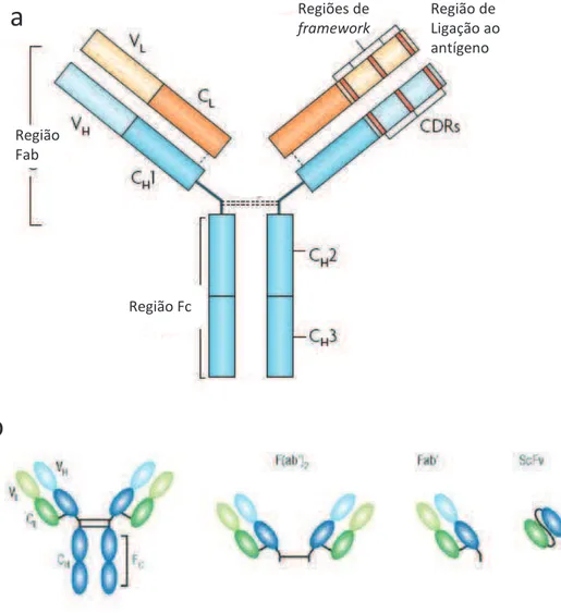 Figura 2 - Representação esquemática de um anticorpo da classe IgG  