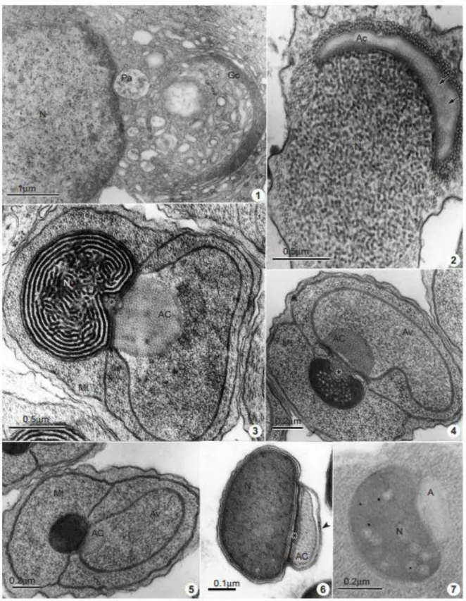 Fig. 1 Early  spermatids  showing the proacrosomal vesicle  (Pa) formation from the  Golgi complex (Gc)
