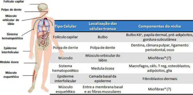 Figura  02.  Localização  de  algumas  células-tronco  adultas  (CTA).  As  CTAs  são  células  indiferenciadas encontradas em diversos tecidos do corpo