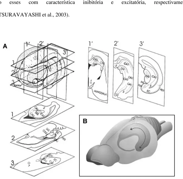 Figura  2.  Representação  esquemática  mostrando  a  disposição  em  três  dimensões  da  formação  hipocampal  de  ratos