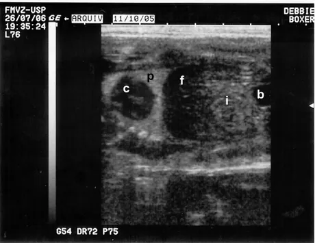 Figura 10 – Imagem ultra-sonográfica de gestação no 54º dia, mostrando o corpo fetal  em secção dorsal de maneira a evidenciar os pulmões (p), o coração (c),  o fígado (f), as alças intestinais individualizadas (i) e a bexiga (b) fetais 