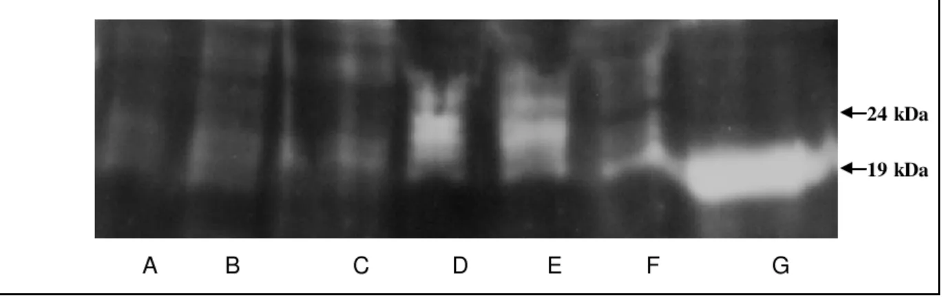 Figura 7.   Western b lotting  para detecção da proteína do IFN- τ  em  m eios  de cultivo  onde perm aneceram  s eis  em briões  do D9 ao D12
