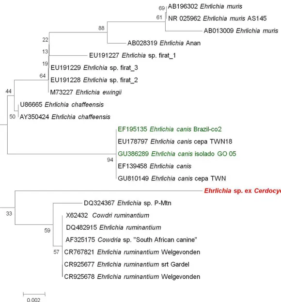 Figura 5 -  Árvore filogenética de Ehrlichia sp.  de Cerdocyon thous (vermelha) mostrando a relação  entre outras espécies de Ehrlichia, baseada em seqüências de fragmentos do gene 16S  rRNA