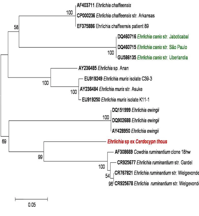 Figura 6 -  Árvore filogenética de Ehrlichia sp.  de Cerdocyon thous (vermelha) mostrando a relação  entre outras espécies de Ehrlichia, baseada em seqüências de fragmentos do gene dsb