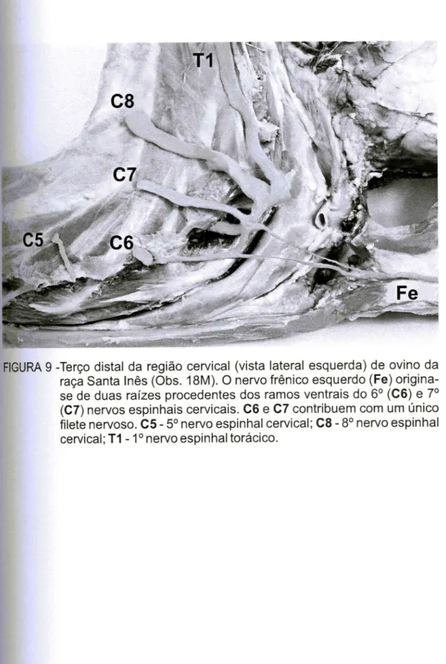 FIGURA 9 -Terço distal da região cervical (vista lateral esquerda) de ovino da raça Santa Inês (Obs