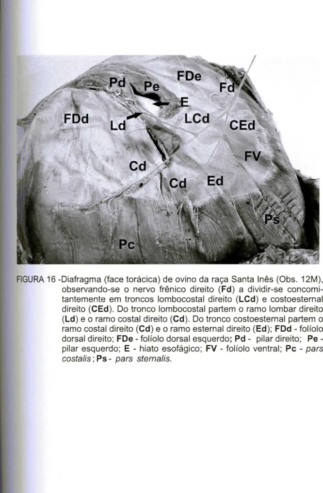FIGURA 16 -Diafragma (face torácica) de ovino da raça Santa Inês (Obs. 12M), observando-se o nervo frênico direito (Fd) a dividir-se  concomi-tantemente em troncos lombocostal direito (LCd) e costoesternal direito (CEd)