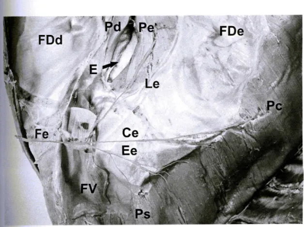 FIGURA 17 -Diafragma (face torácica) de ovino da raça Santa Inês (Obs. 21 F), observando-se o nervo frênico esquerdo (Fe) a emitir  simulta-neamente os ramos lombar esquerdo (Le), costa I esquerdo (Ce) e esternal esquerdo (Ee)